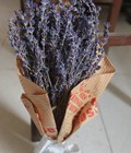 Hình ảnh: Hoa lavender