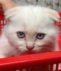 Hình ảnh: Cấn bán mèo ALN tai cụp 