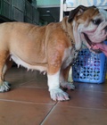 Hình ảnh: tphcm bán chó bulldog cái của anh đẻ một lứa 