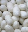 Hình ảnh: Bán tổ kén tằm tự nhiên và mật ong nguyên chất : để làm đẹp, làm sạch da mặt, tẩy mụn
