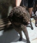 Hình ảnh: Cần bán hoặc nhận phối giống Mini Poodle socola