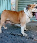 Hình ảnh: tphcm bán chó bulldog anh cái đẻ hai lứa 