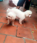 Hình ảnh: Cần bán 1e  Poodle