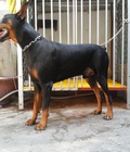 Hình ảnh: tphcm bán bầy chó đobecman hơn hai tháng 