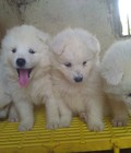 Hình ảnh: HN Mình cần gả đàn samoyed về với chủ mới trước dịp 304