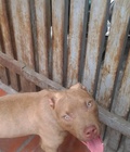 Hình ảnh: Chó Pitbull 9 tháng tuổi