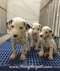 Hình ảnh: Xuất chuồng đàn chó Đốm – Dalmatian 04/2015