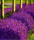 Hình ảnh: Tạo không Khí thơm mát, thư giãn cùng với tinh dầu xông hương phòng lavender