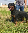 Hình ảnh: Tùng Lộc Pet – Xuất chuồng đàn chó Rottweiler khủng tháng 4/