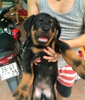 Hình ảnh: Tùng Lộc Pet – Chào bán hai bé Rottweiler dòng đại 2 tháng t