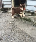 Hình ảnh: Bán Alaska nâu đỏ cái 3 tháng