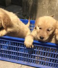 Hình ảnh: Chào bán đàn Golden Retriever xuất chuồng đầu tháng 5/2015