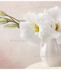 Hình ảnh: Tranh hoa nghệ thuật bình hoa trắng