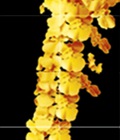 Hình ảnh: Gạch trang trí phong thủy hoa lan vàng