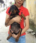 Hình ảnh: Tùng Lộc Pet – Chào bán đàn Rottweiler dòng trung giá rẻ