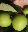 Hình ảnh: Táo xuân 21 rất ngọt quả to 10 12quả/kg