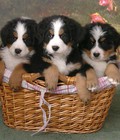 Hình ảnh: Tùng Lộc Pet – Nhận đặt bán đàn chó Bernese Moutain Dog xuất