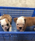 Hình ảnh: Tùng Lộc Pet – Xuất chuồng 2 bé bulldog tháng 5/2015