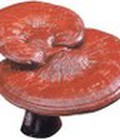 Hình ảnh: Linh chi cao cấp Nhật Bản