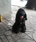 Hình ảnh: tphcm bán bầy chó cocker tây ban nha hon 3 tháng mầu đen