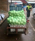 Hình ảnh: Thanh lý nghỉ bán Dừa Xiêm Thái lan ngọt mát, thơm mùi lá nếp