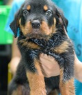 Hình ảnh: Rottweiler