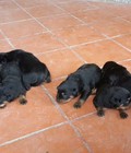 Hình ảnh: Tùng Lộc Pet – Chào bán đàn Rottweiler xuất chuồng tháng 6/2