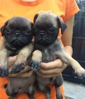 Hình ảnh: Tùng Lộc Pet – Chào bán đàn Pug tháng 5/2015