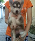 Hình ảnh: Tùng Lộc Pet – Chào bán đàn Husky tháng 5/2015