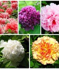 Hình ảnh: hạt giống hoa mẩu đơn
