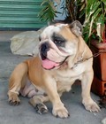 Hình ảnh: tphcm bán chó bulldog cái của anh đẻ một lứa