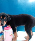 Hình ảnh: tphcm bán một con chó rottweiler lai bẹc giê đực