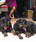 Hình ảnh: Rottweiler