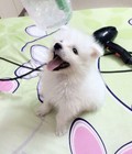 Hình ảnh: bán samyoed 2 tháng tuổi