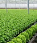 Hình ảnh: Cần Cho Thuê Đất Trồng Rau Sạch .....khoảng không, ánh sáng