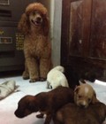 Hình ảnh: chó poodle lai nhật 2 tháng tuổi