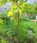Hình ảnh: Bán gấp đất thổ cư mặt tiền hẽm đường Huỳnh Tấn Phát, F. Phú Mỹ, Q7