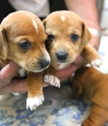 Hình ảnh: Tùng Lộc Pet – Nhận đặt và bán đàn chó Dachshund (Lạp xưởng)