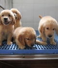 Hình ảnh: Tùng Lộc Pet – Nhận đặt và bán đàn chó Golden Retriever thán