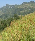 Hình ảnh: Gạo Nếp Điện Biên món đặc sản của núi rừng Tây Bắc