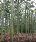 Hình ảnh: Bán cây GÒN làm trụ Tiêu giá RẺ 0123.520.9136