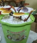 Hình ảnh: Nấm linh chi Nhật Minh