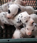 Hình ảnh: Tùng Lộc Pet – Nhận đặt đàn chó Đốm xuất chuồng đầu tháng 8/