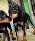 Hình ảnh: Chó Doberman