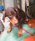 Hình ảnh: chó cảnh doberman và bắc kinh
