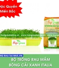 Hình ảnh: Bộ trồng rau mầm Bông cải xanh Italya, trồng rau mầm tại nhà
