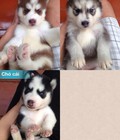 Hình ảnh: Dòng husky