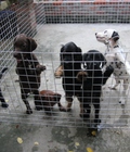 Hình ảnh: Tùng Lộc Pet – Nhận đặt và bán đàn chó Labrador Retriever T8