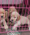 Hình ảnh: Tùng Lộc Pet – Nhận đặt và bán đàn chó Tây Ban Nha (Cocker s