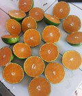 Hình ảnh: Quýt Ôn Châu Cao Phong,Hòa Bình